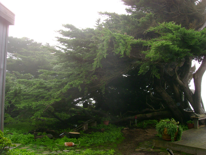 2 cliff_garden_to_south_2
